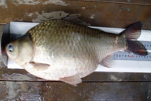 т 47.5p/2.7`